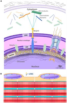 The Nucleoskeleton: Crossroad of Mechanotransduction in Skeletal Muscle